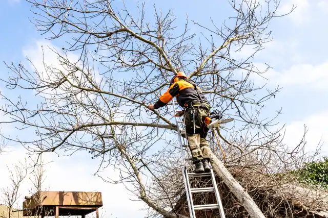 arborist-saws-old-tree