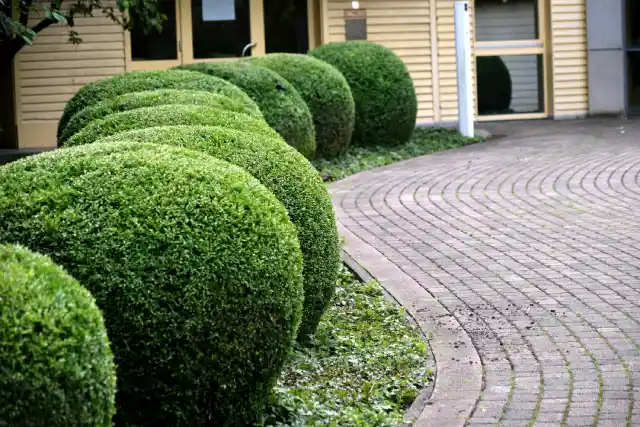 tree and shrub care