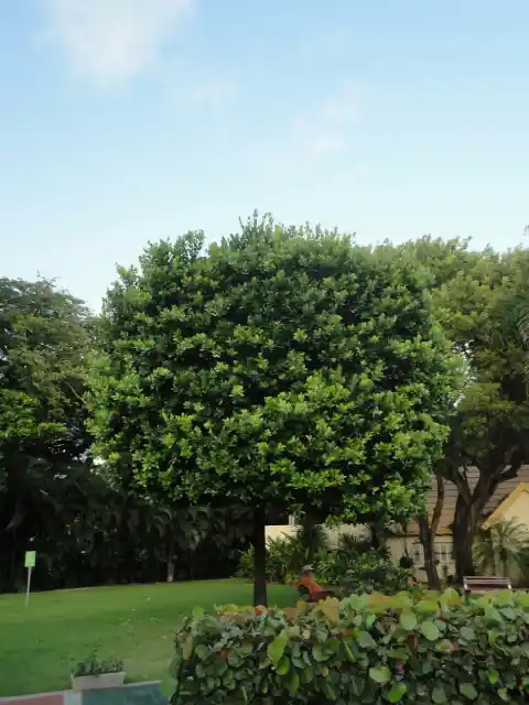tree and shrub care